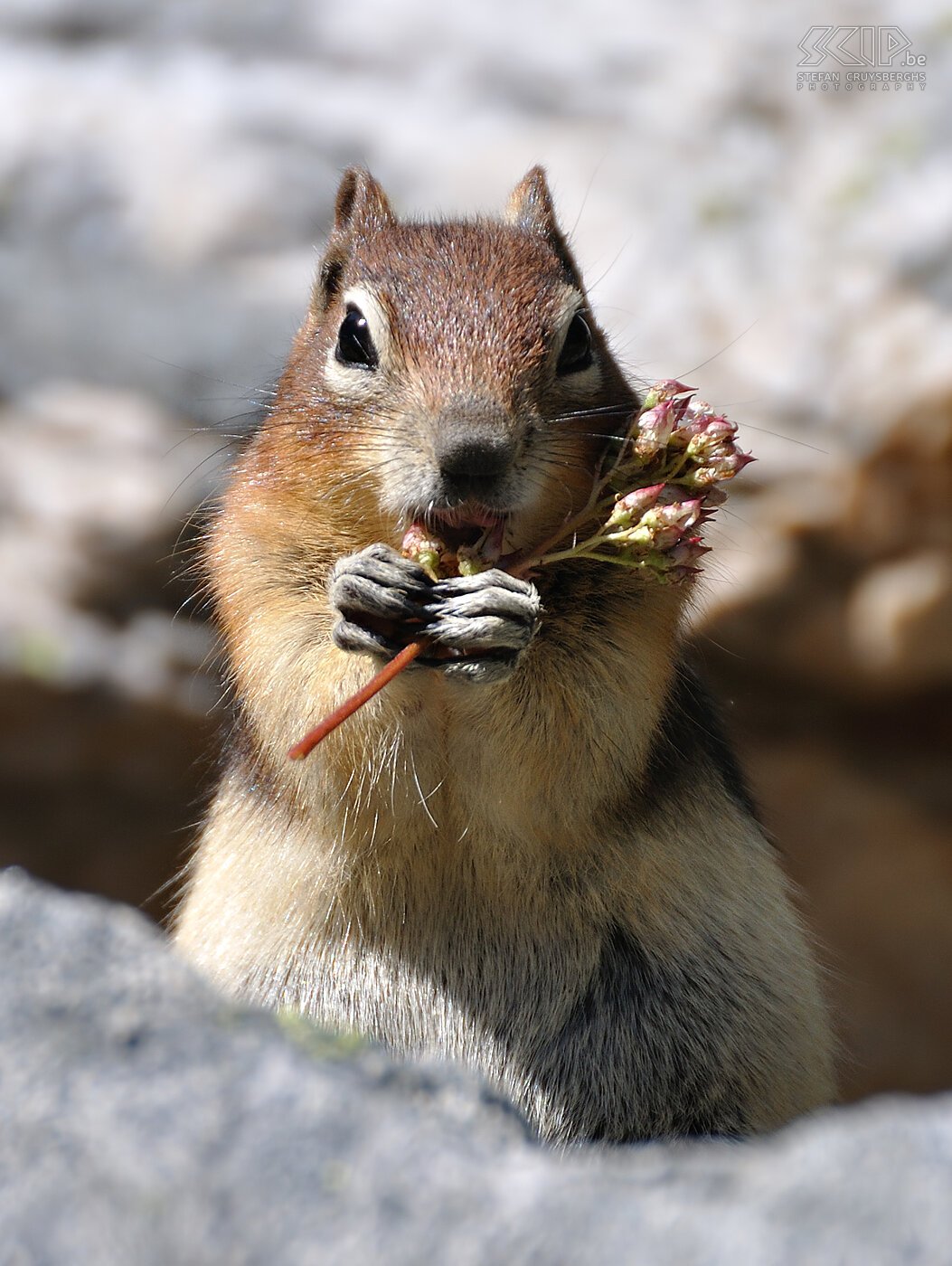 Banff NP - Lake Agnes - Chipmunk  Stefan Cruysberghs